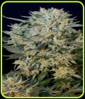 Sugar GOM - Grassomatic Seeds