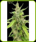 Sugar Haze - Seedsman Seeds