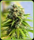Sugar Kiss - Norstar Genetics