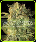 Sugar Mango Ryder - World of Seeds