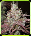 Sugar Tits - Ultra Genetics