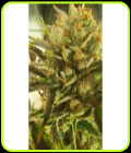 Sugar Tree - Zmoothiez Seeds