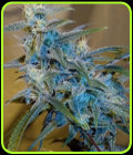 Sugarloaf - Cannabiogen Seeds