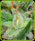 Suicide Blonde - Kaliman Seeds