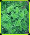 Sumo's OG Kush - Sumo Seeds