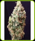 Auto Sumo's OG Kush - Sumo Seeds