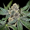 Sumptuouz - Rare Dankness Seeds