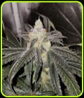 Sundae Driver BX - Cannarado Genetics