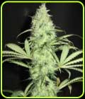 Sunday Gravy - Ultra Genetics