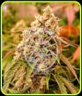 Sunday Punch - Delicious Seeds