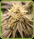 SundogZ - Humboldt Seed Organisation
