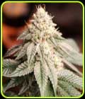 Sunset Bride - Humboldt Seed Organisation