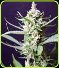 Sunset Flame - Pot Valley Seeds