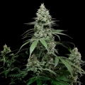 Sunset Pie - Cookies Seed Bank