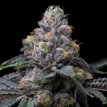 Sunset Sherb x Hollywood - Cookies Seed Bank