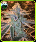 Sunset Sherbert - Cali Weed Seeds
