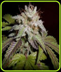 Sunset aka Sunset Sherbet - Pheno Finder Seeds