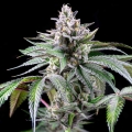 Sunsetz - Cookies Seed Bank