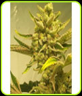 Supa Choopz - Zmoothiez Seeds