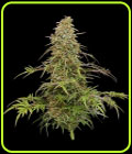 Supafreak - Humboldt Seed Company