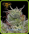 SuperCheese - Positronic Seeds