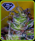 SuperCheese Express - Positronic Seeds