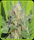 Super Auto Lemon Haze - Original Sensible Seeds