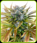 Super Blueberry Haze - Flash Seeds