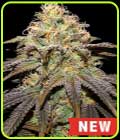 Super Boof - Cream of the Crop