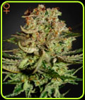 Super Bud - Green House Seeds