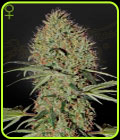 Super Bud Auto - Green House Seeds