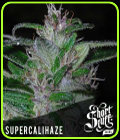 Super Cali-Haze - Short Stuff Seeds