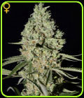Super Critical - Green House Seeds