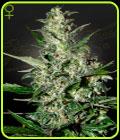 Super Critical Auto-flowering - Green House Seeds
