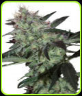 Super Diesel - Seedmakers Seeds