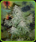 Super Kush - British Columbia Seeds