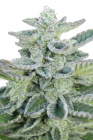 Super Kush - Seedmakers Seeds