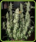 Super Kush Auto - Phoenix Cannabis Seeds