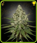 Super Lemon Haze - Green House Seeds
