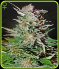 Super Lemon Haze Auto - Green House Seeds