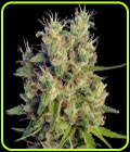 Super Malawi Haze - Ace Seed bank