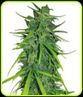 Thai x Panama - Ace Seed bank
