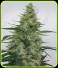 Super Panama Haze - Ace Seed bank