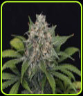 Super Pineapple Haze - Garden of Green