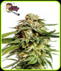 Super Scoop - Yieldmonger Seeds