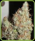 SALE - Super Silver Grapefruit - Ultra Genetics - Cannabis Seed Sale Items