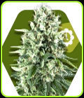 Super Silver Haze Auto - Zambeza Seeds