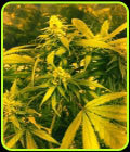 Super Silver Haze - Super CBDx Seeds