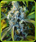 Super Silver Haze - Nirvana Seeds