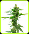 SALE - Super Silver Haze - Seed City Seeds - Cannabis Seed Sale Items